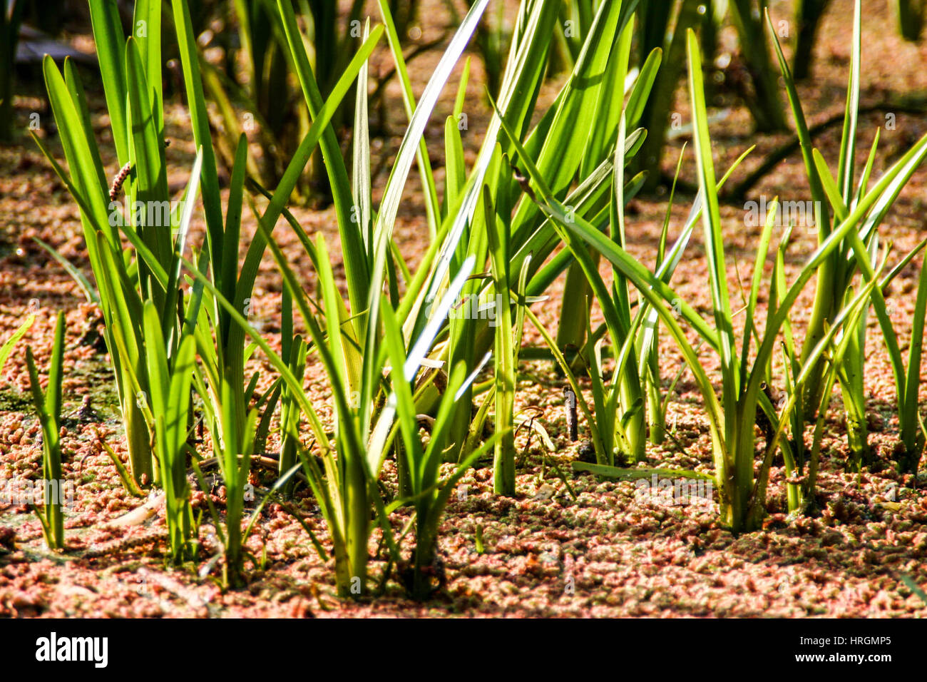 Red fern weed hi-res stock photography and images - Alamy