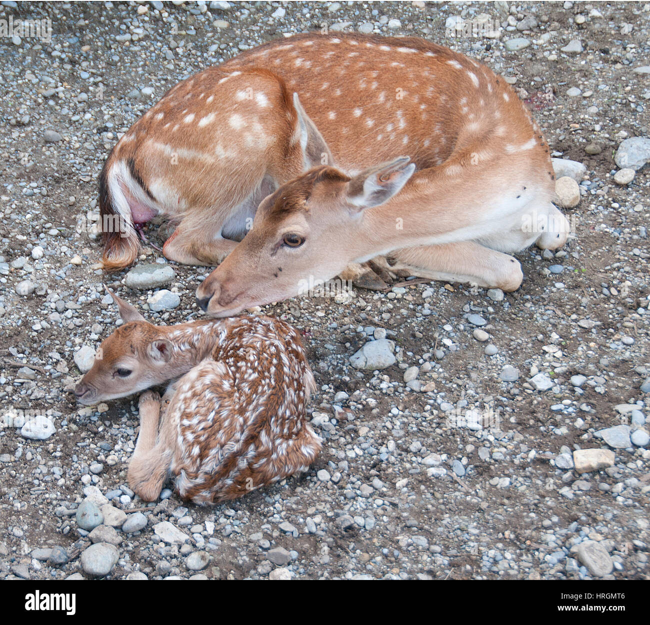 Newborn fallow deer (Dama dama) with mother. Stock Photo
