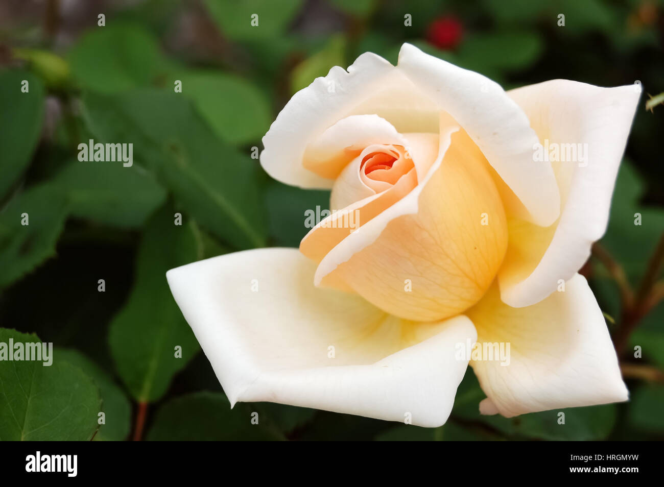 Graceful rose flower  of gentle cream color. Stock Photo