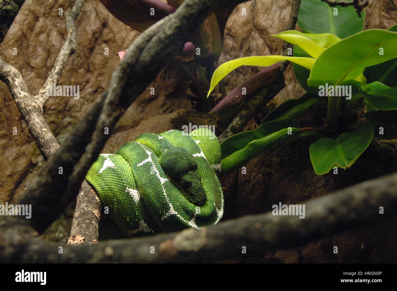 Horizontal image of green snake, reptile, wrapped around tree branch at the Bronx Zoo in New York City Stock Photo
