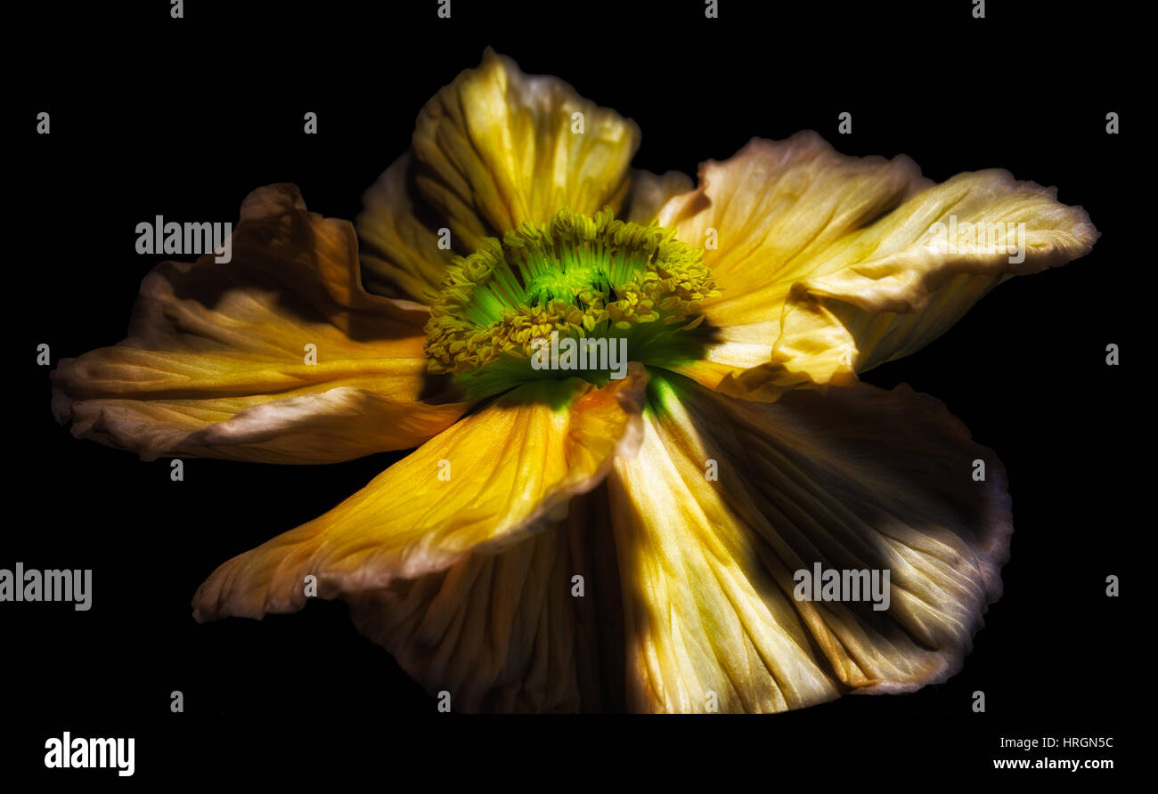 Elegant yellow poppy isolated hi-res stock photography and images - Alamy