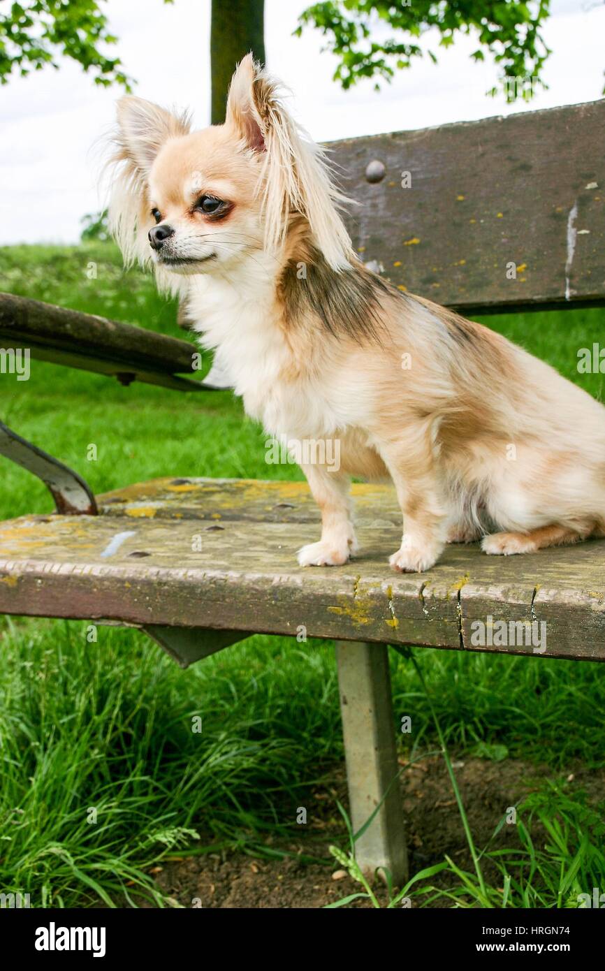 Small Long Haired Chihuahua Sitting On A Park Bench Stock Photo