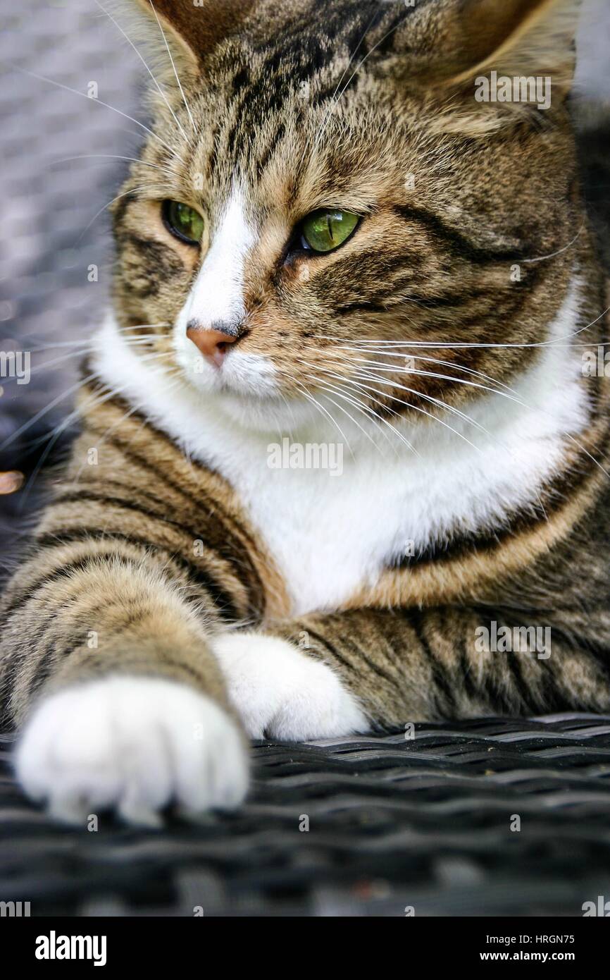 Adorable Maine Coon cat outdoors Stock Photo - Alamy