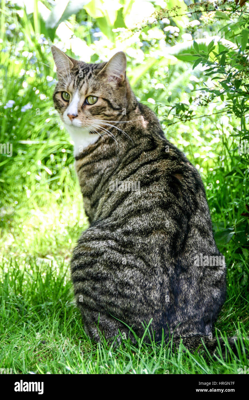 Adorable Maine Coon cat outdoors Stock Photo - Alamy