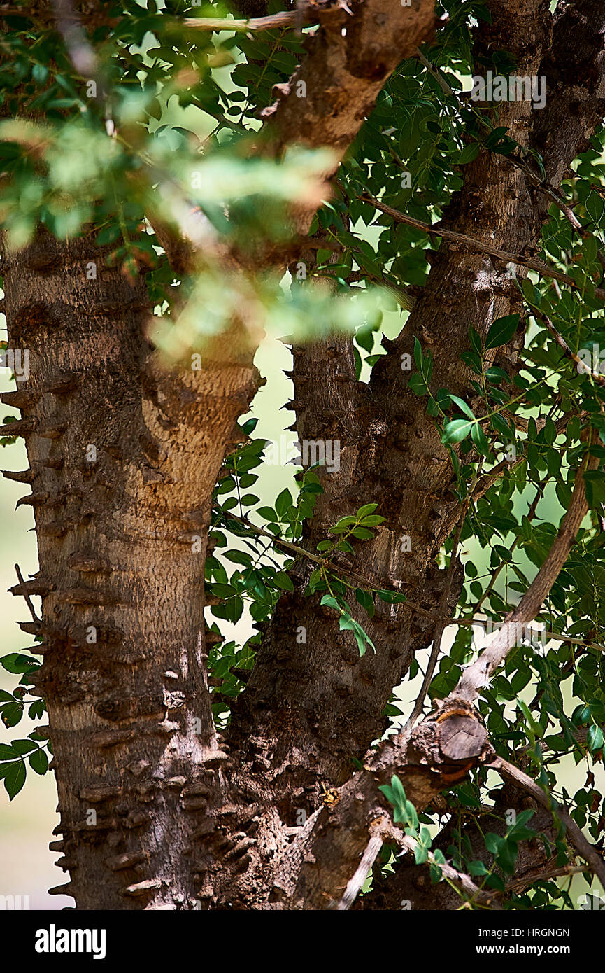 Spiky trunk of a Knob-thorn Acacia tree Stock Photo