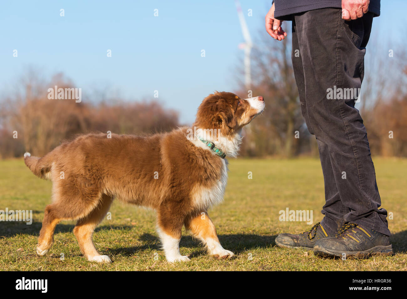 man trains with his Australian Shepherd puppy outdoors Stock Photo Alamy