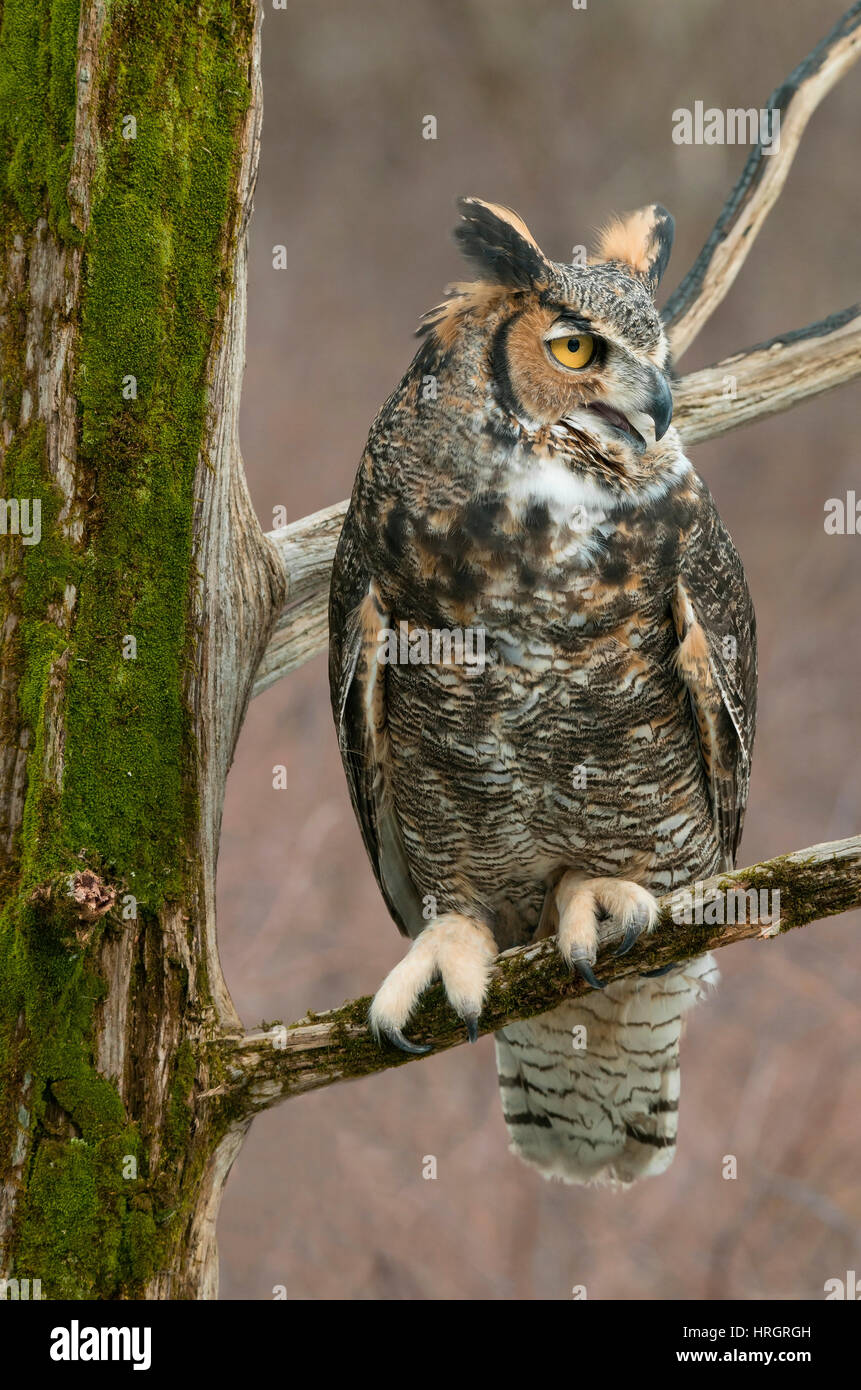 Great Horned Owl (Bubo virginianus) in tree, adult, winter, Eastern USA, by Skip Moody/Dembinsky Photo Assoc Stock Photo
