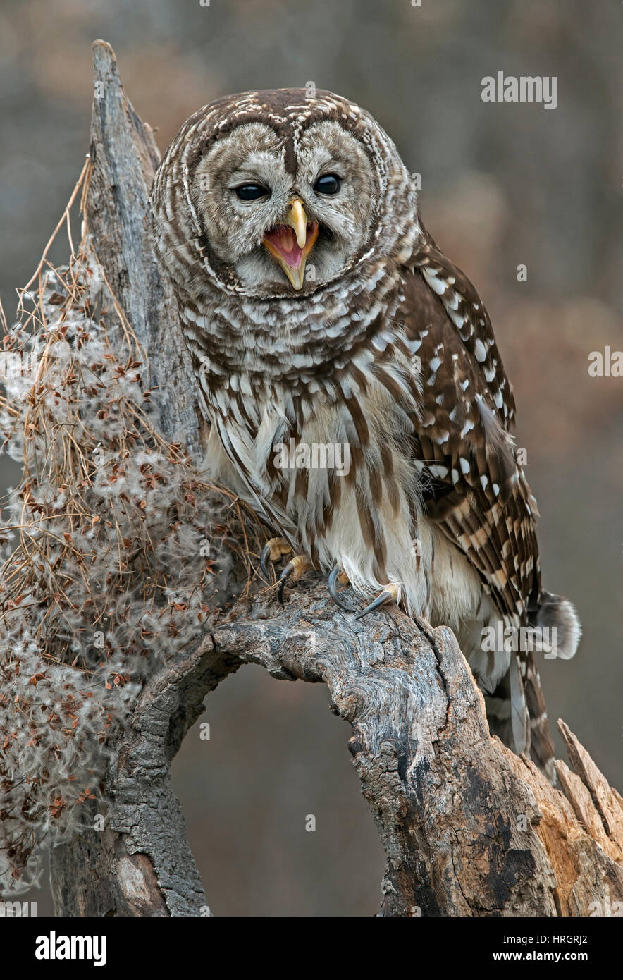 Barred Owl calling, Rain Owl, Wood Owl, or Striped Owl, (Strix varia)  perched on limb of dead tree, Winter, E USA Stock Photo - Alamy