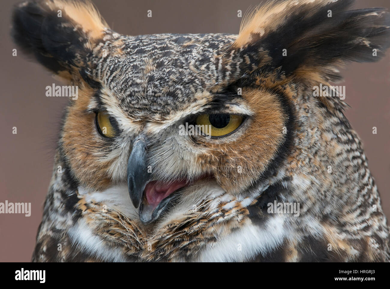 Face of Great Horned Owl (Bubo virginianus), adult, Eastern USA, by Skip Moody/Dembinsky Photo Assoc Stock Photo