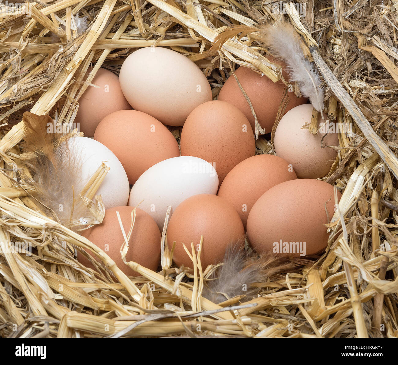 Brown and white chicken eggs with feathers in a straw nest. Stock Photo