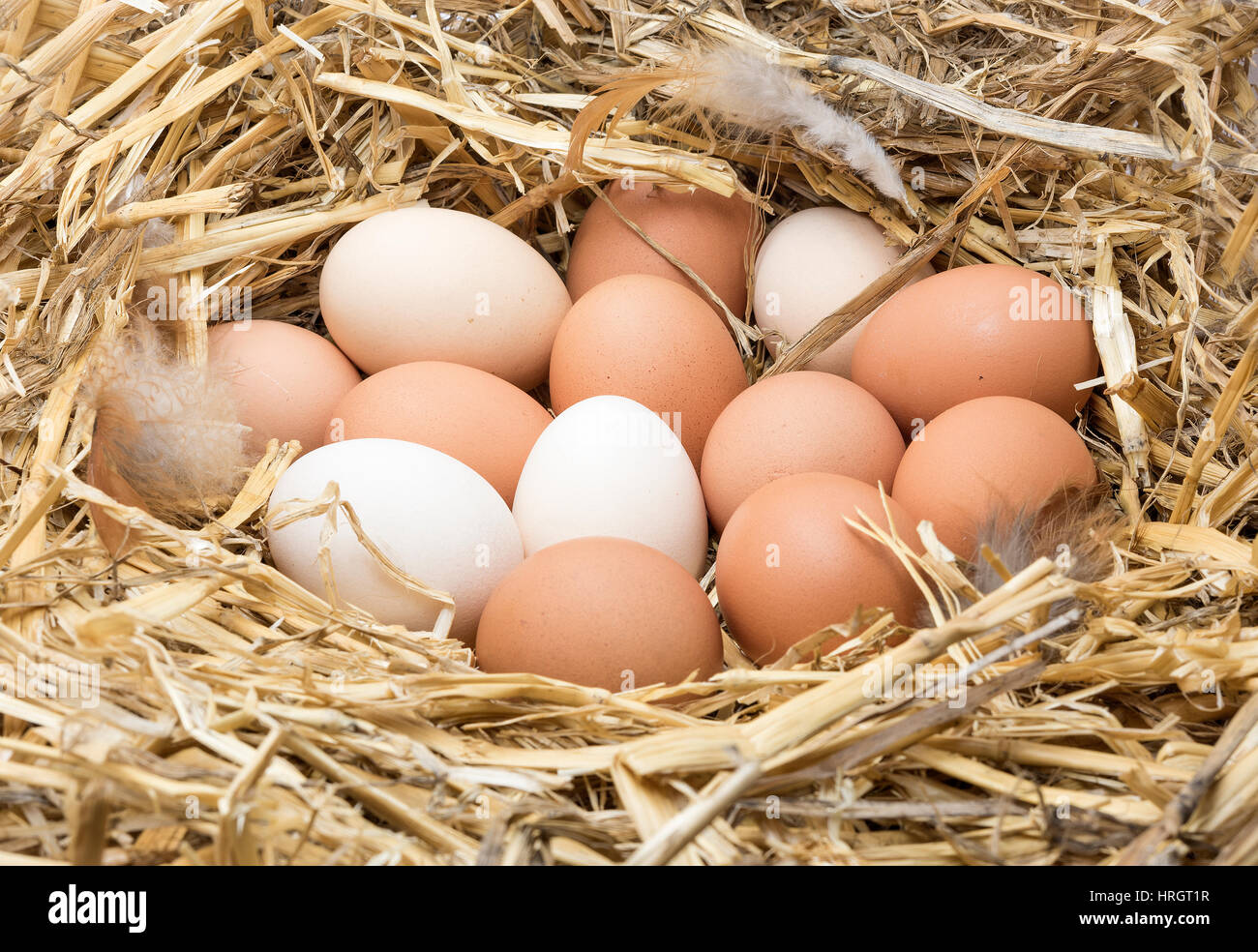 Organic brown and white chicken eggs in a straw nest Stock Photo - Alamy