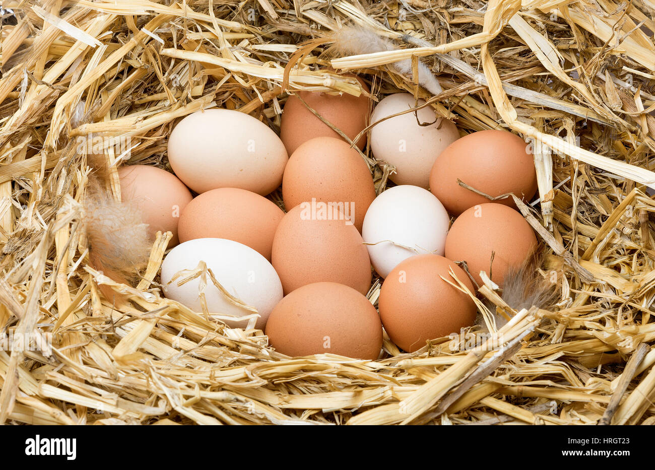 Brown and white chicken eggs in a straw nest Stock Photo - Alamy