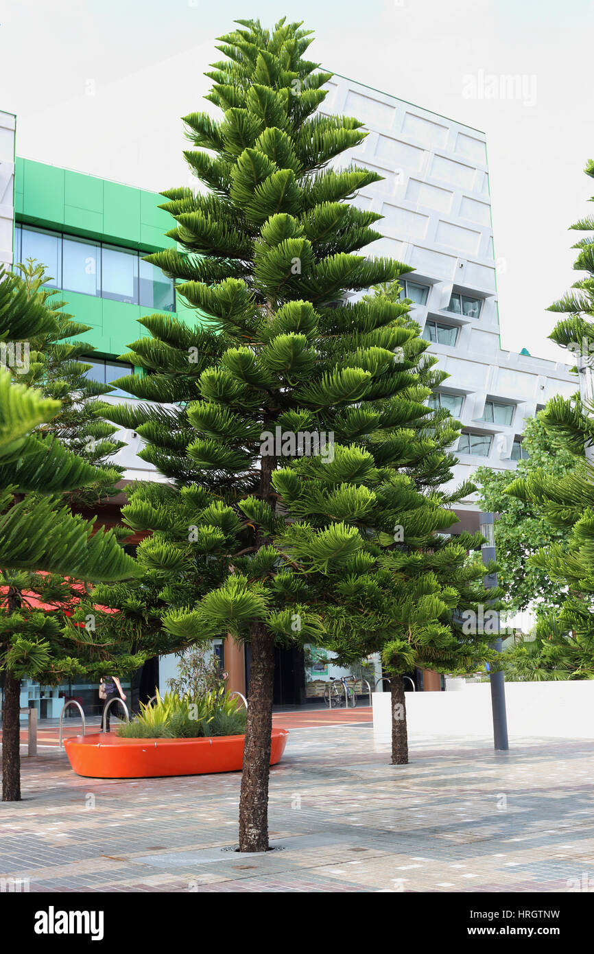 Norfolk Pine High Resolution Stock Photography And Images Alamy