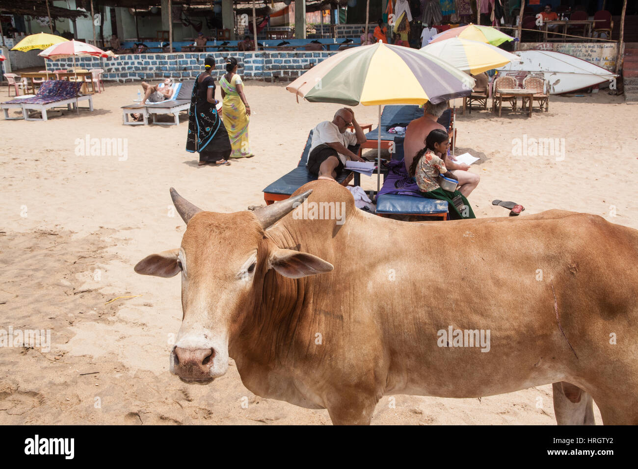 Bull,bullock,cow,strolling,on,beach,contrast,juxtaposition,with,tourists, bikini,shorts,sunbathing,sun  beds,relaxing,Beach,Goa,India,Indian,Asia,Asian Stock Photo - Alamy