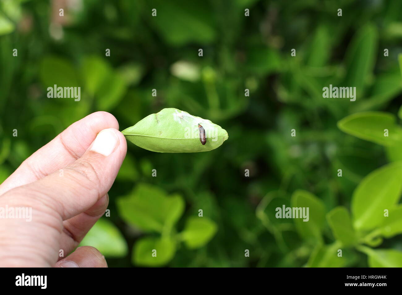 Ceratomia catalpae pupa on citrus leaf Stock Photo