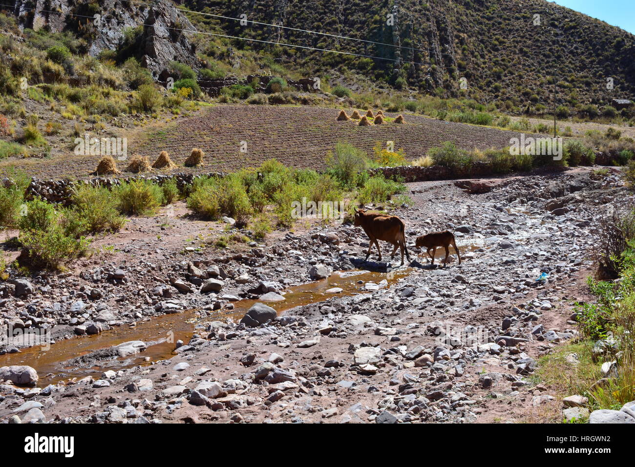 Cows crossing a river in the landscape of the Andes Mountain Range in the region of Macha, Potosí, Bolivia Stock Photo
