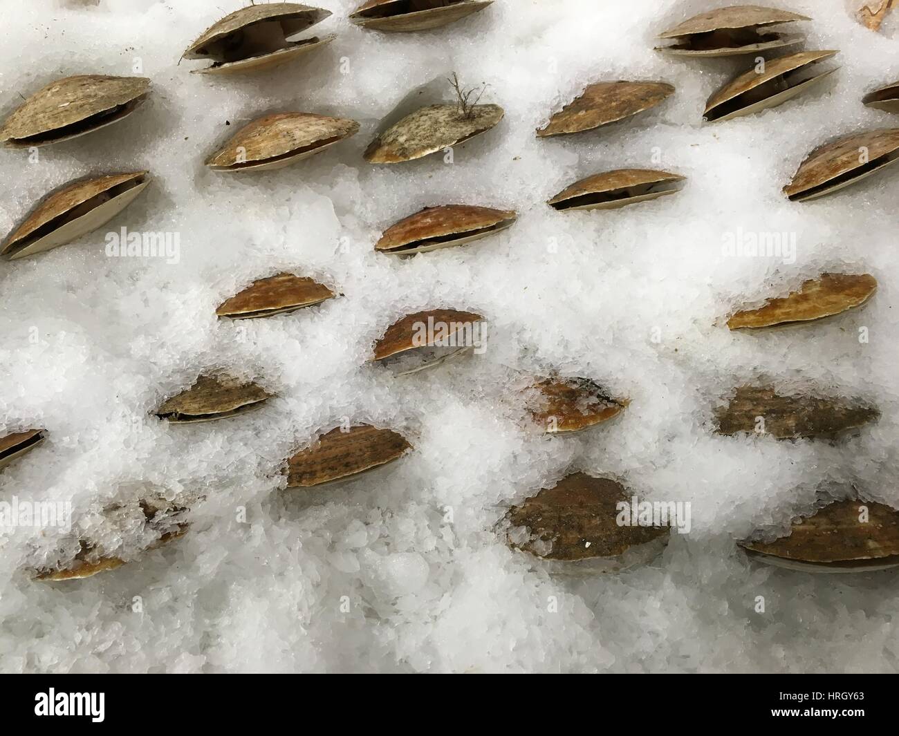 Fresh clams at the market Stock Photo Alamy