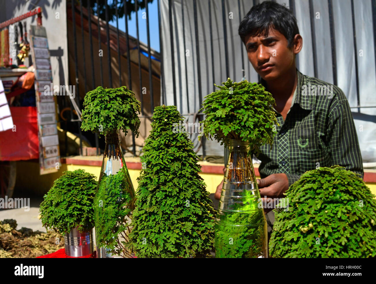 A Plant Seller on a Plant Stall Stock Photo Alamy