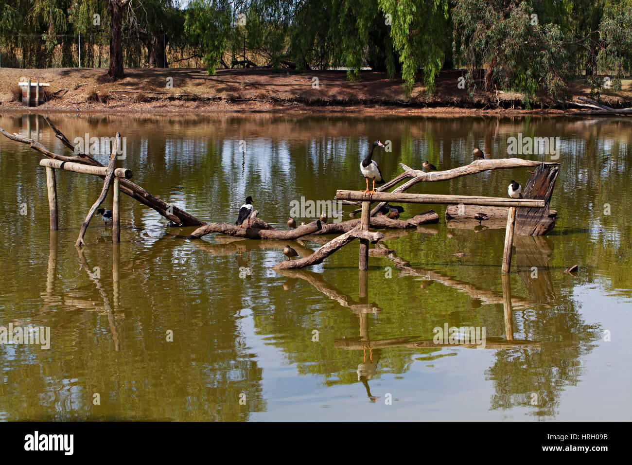 The Kyabram Fauna Park in Kyabram Victotia Australia.Birdlife in the wetlands of the park. Stock Photo