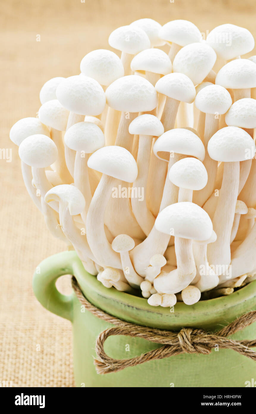 White Shimeji mushroom, Edible mushroom Stock Photo Alamy