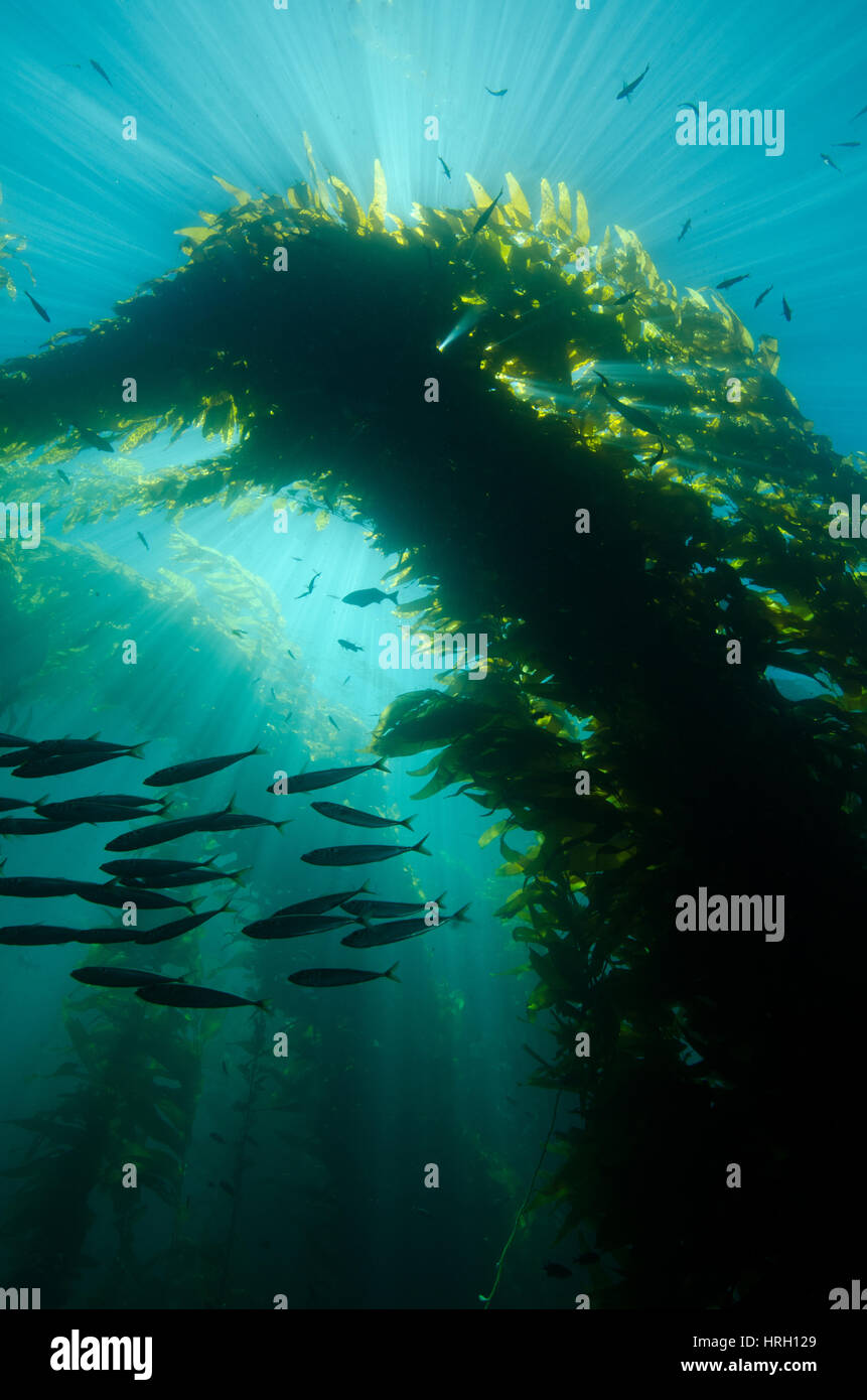 Kelp forest hires stock photography and images Alamy