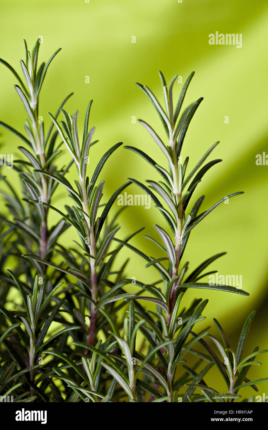 Green fresh rosemary plant in a kitchen Stock Photo Alamy