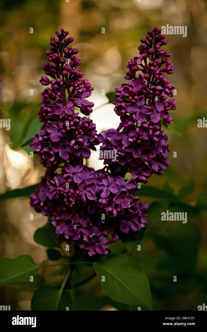 Bush of beautiful blooming Lilac (Syringa) flower Stock Photo