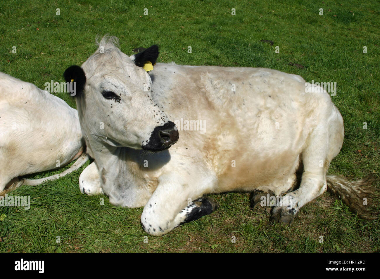 White cattle, probably the British white breed with black ears and nose, lying down in a grass field with flies around the nose and eyes. Stock Photo