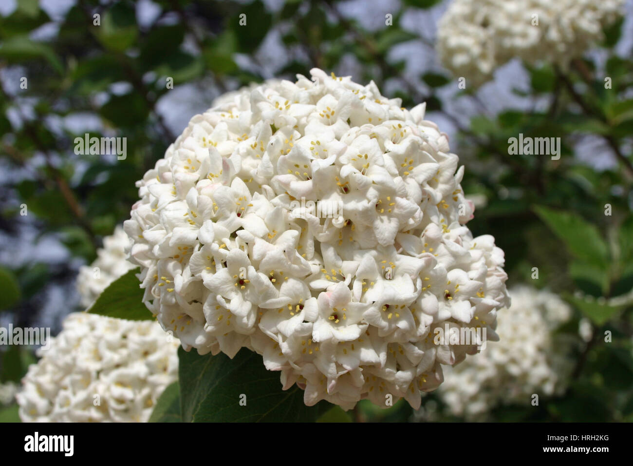 White densely flowering shrub that looks like a Viburnum species