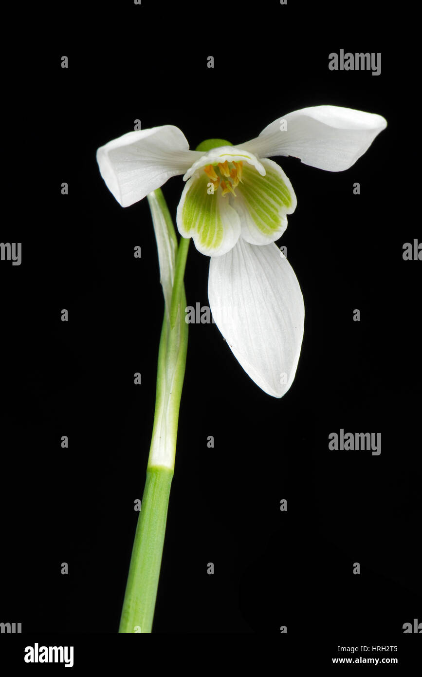 Single snowdrop, Galanthus nivalis, white and green spring flower with three outer petals and inner corolla Stock Photo
