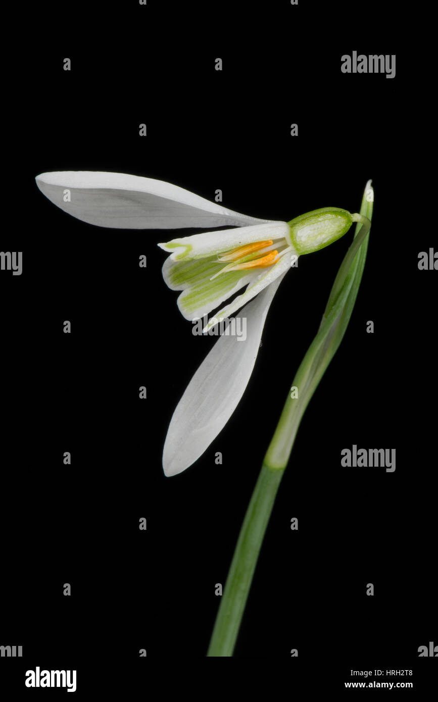Section of snowdrop, Galanthus nivalis, flower white and green with three outer petals, corolla, ovary, anthers, stamens and ovules Stock Photo