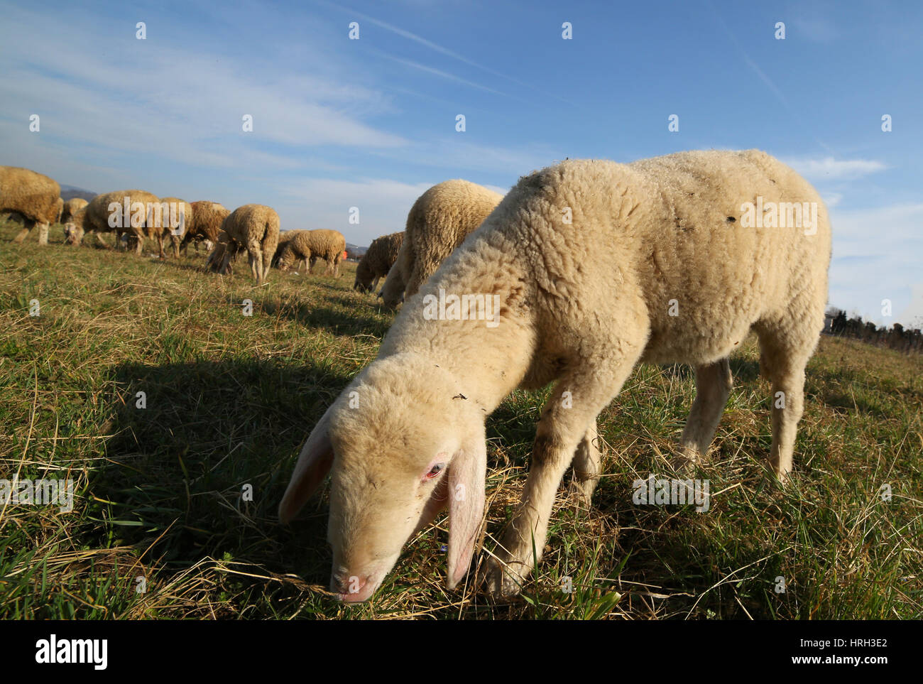 large flock of sheep grazing in the meadow Stock Photo - Alamy