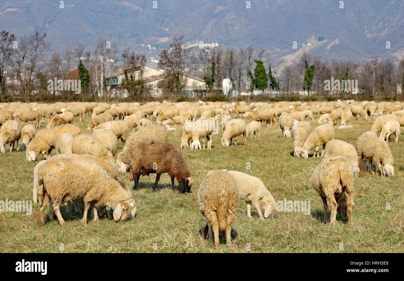 grazing sheep in the large lawn in a sunny day Stock Photo
