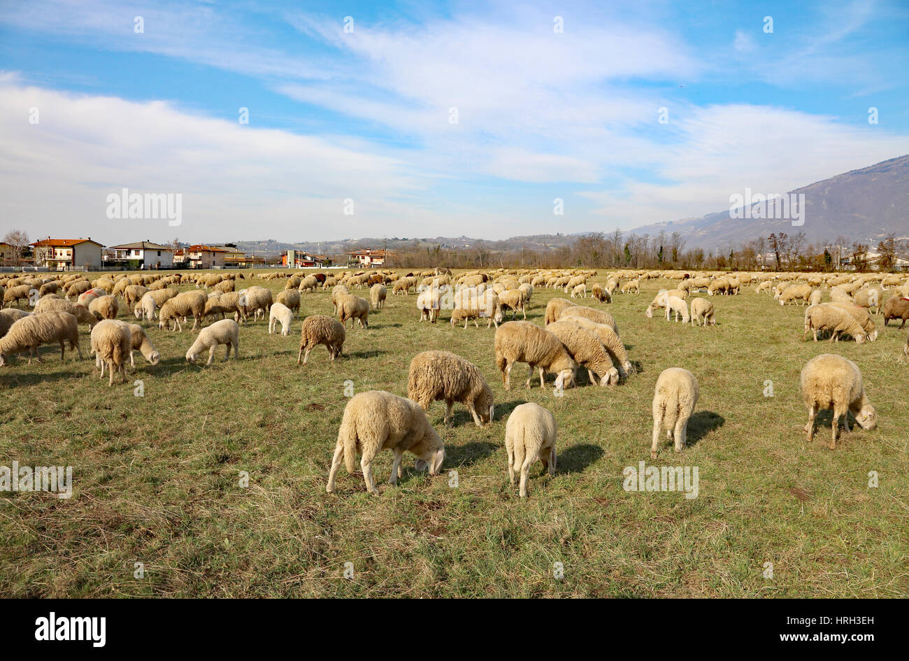 large flock of sheep grazing in the large meadow on a sunny day Stock Photo