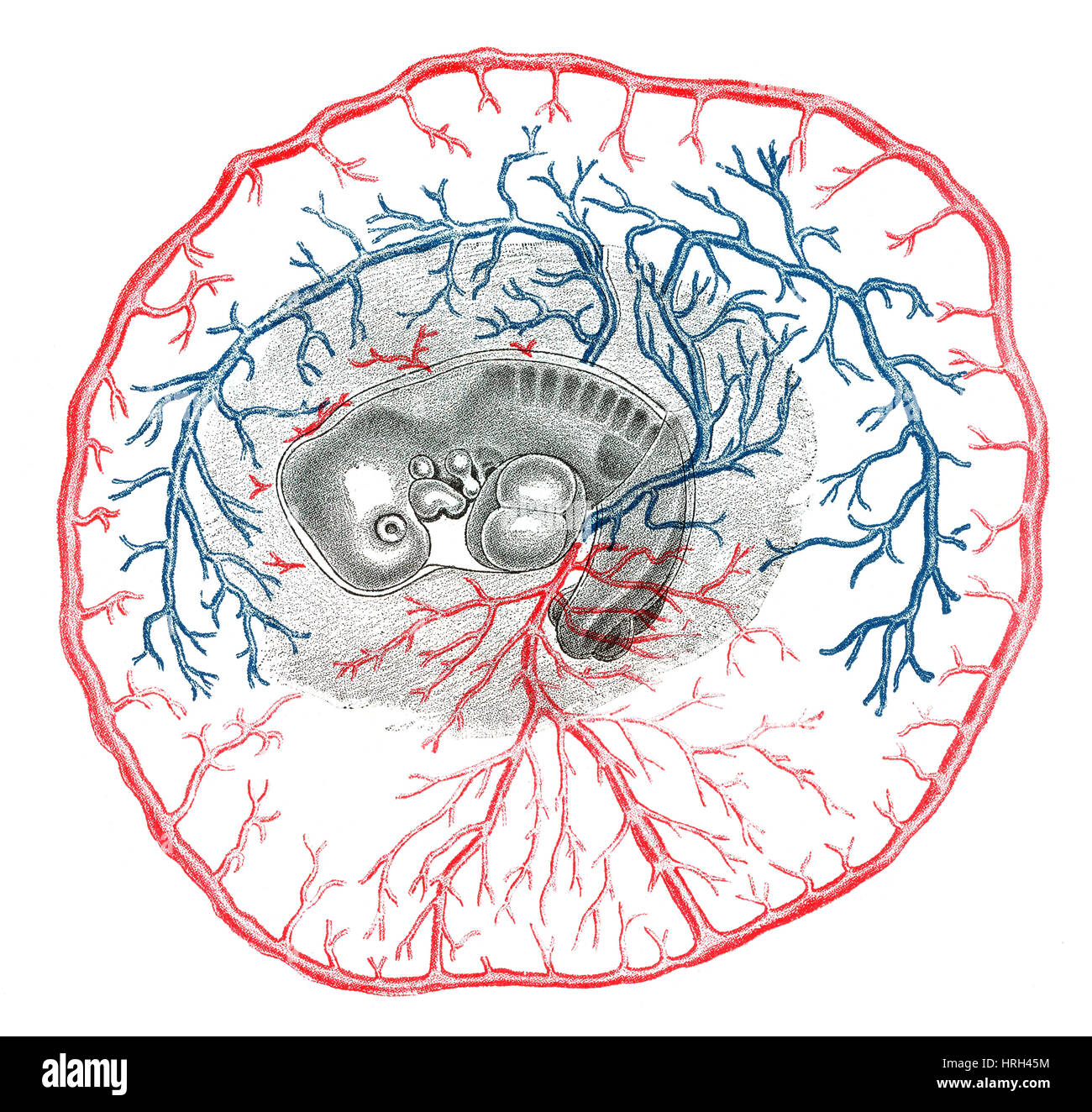Circulatory System Of Rabbit Anatomy Diagram Of A Rabbit