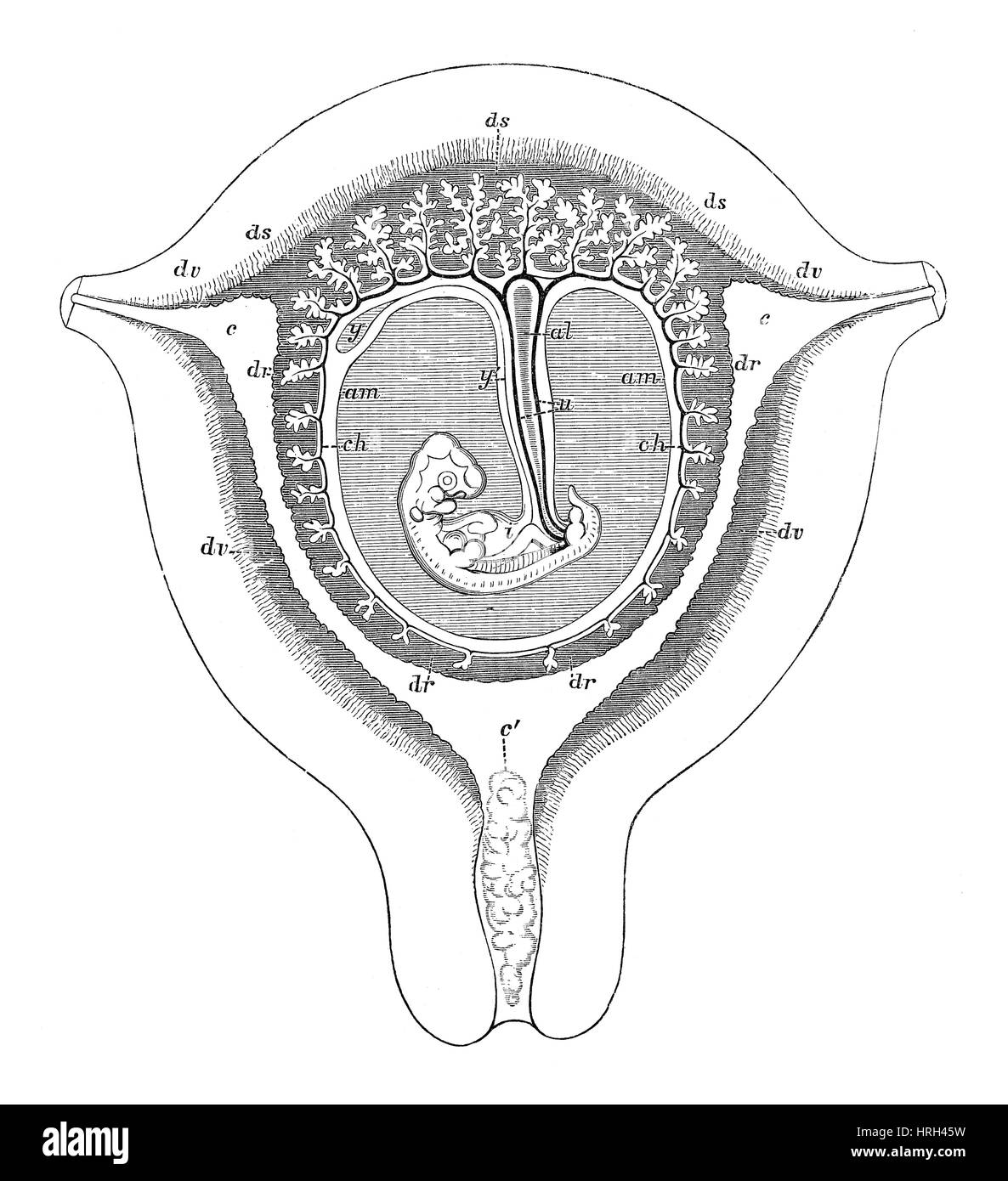 Human Fetus, 7th or 8th Week Stock Photo