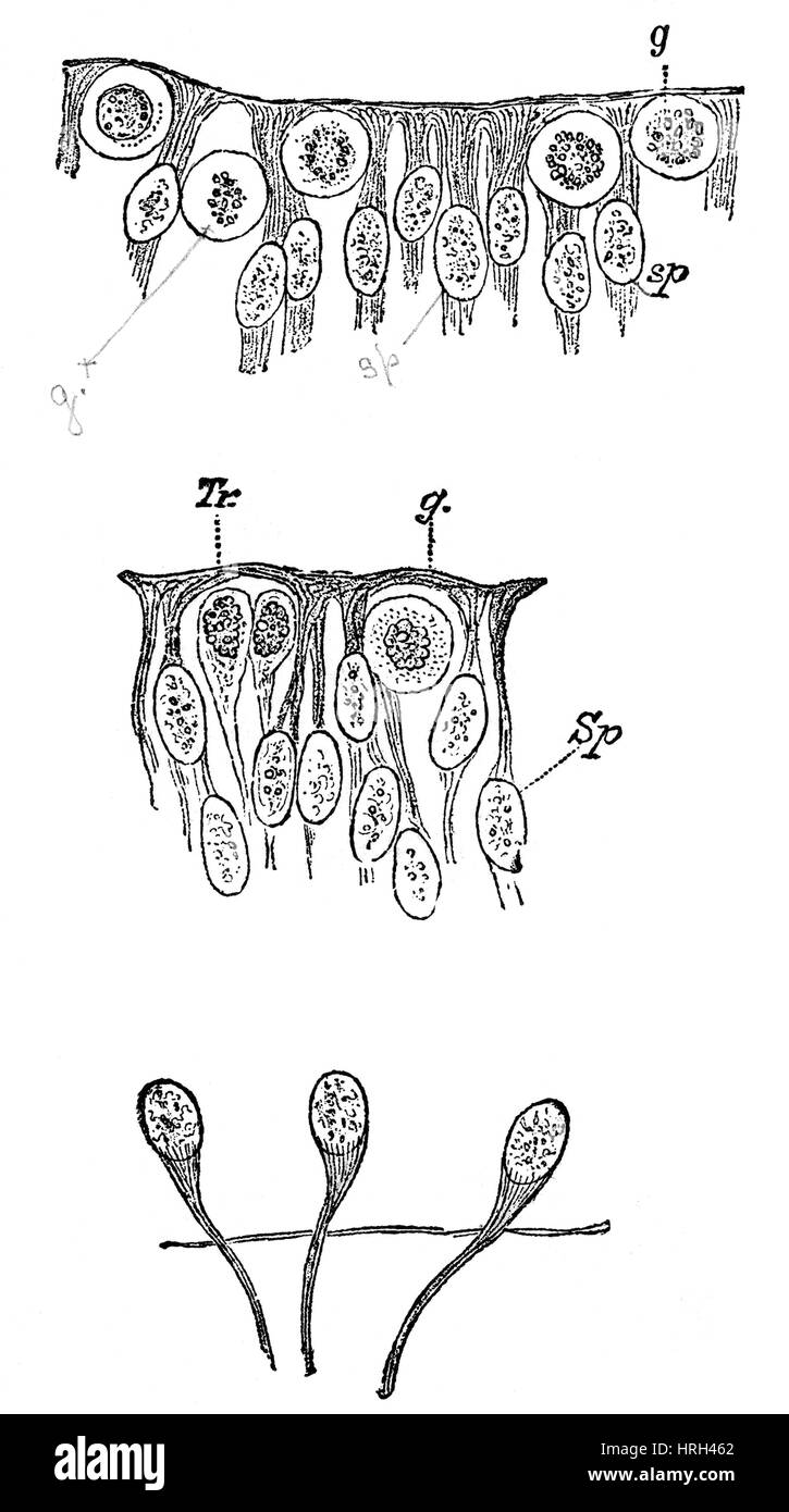 Human Embryo, Spinal Chord Stock Photo