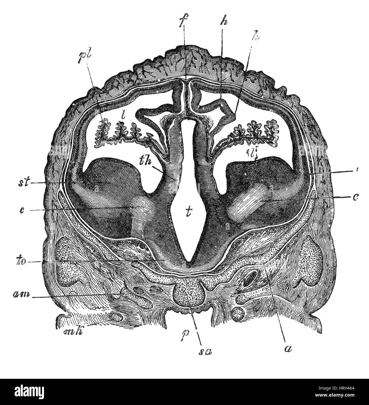 Brain of Sheep Embryo, Transverse Section Stock Photo