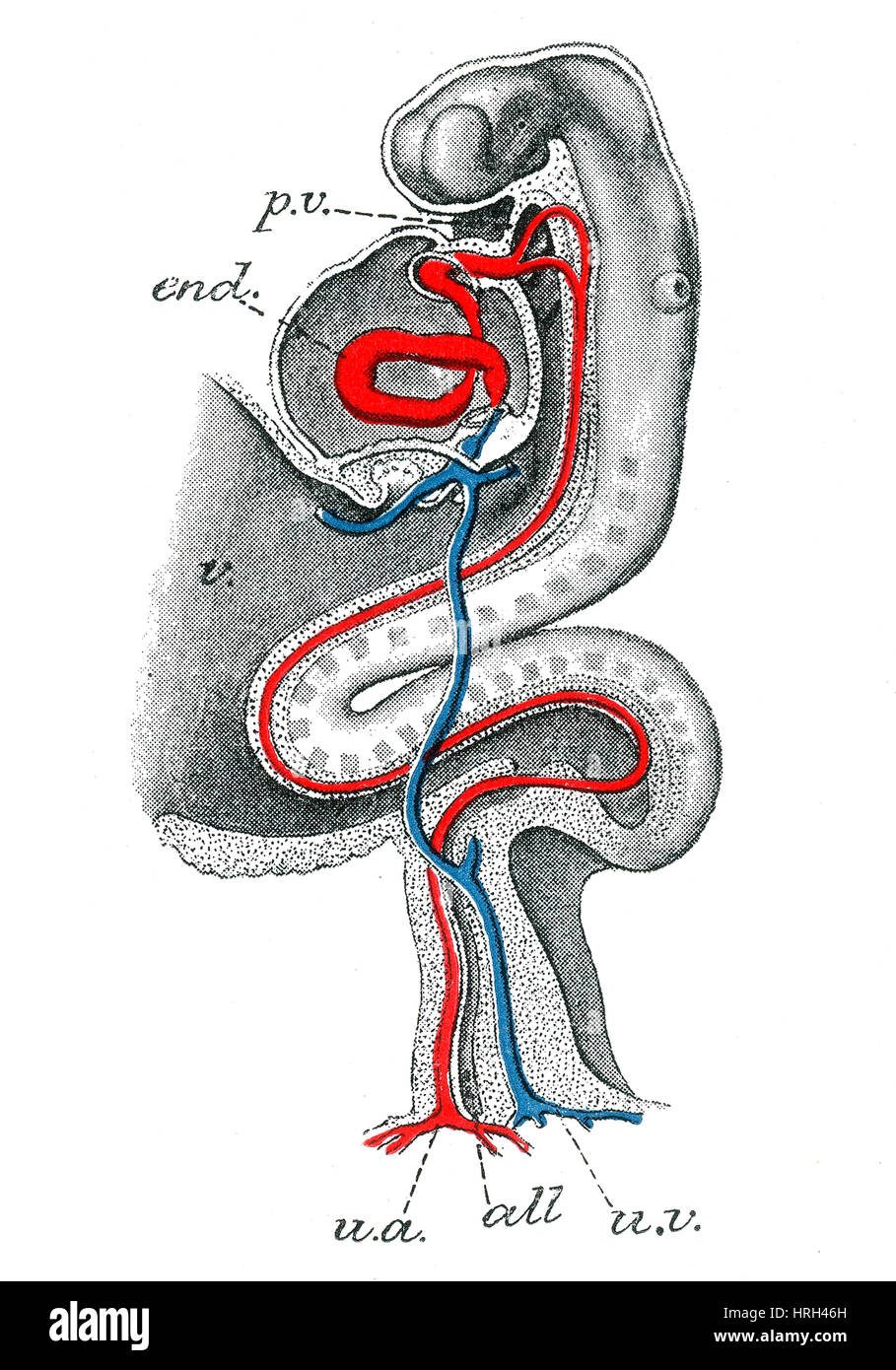 Page 2 Mammal Embryo High Resolution Stock Photography And Images Alamy