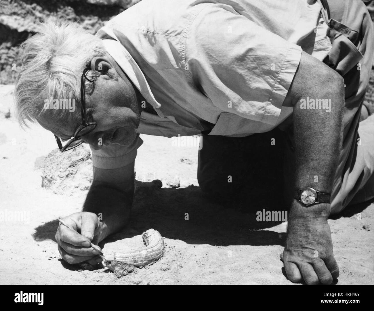 Louis Leakey, Kenyan Archeologist Stock Photo