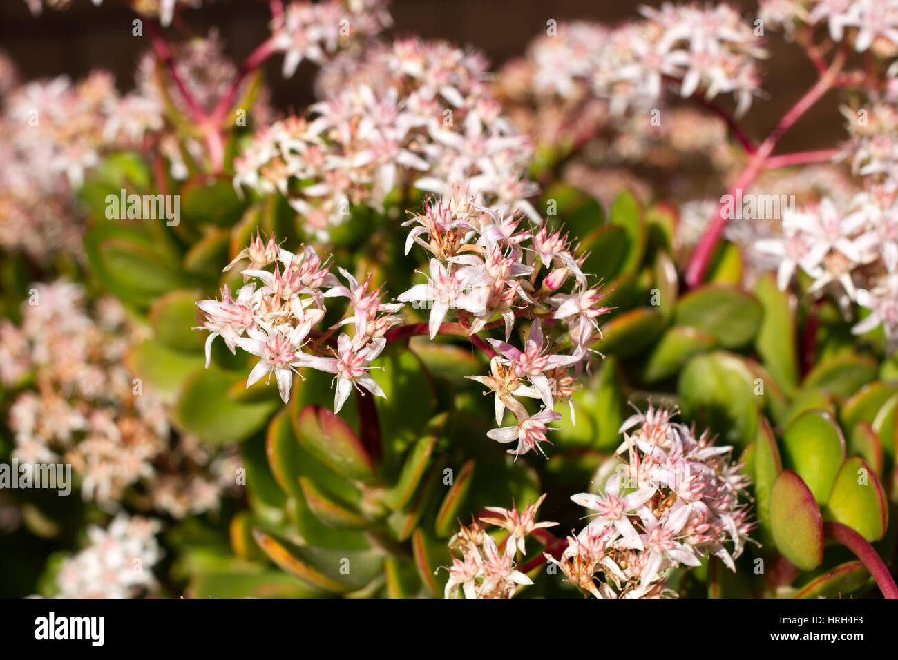 Money tree with pink flowers. Crassula. Stonecrops succulent Stock Photo -  Alamy