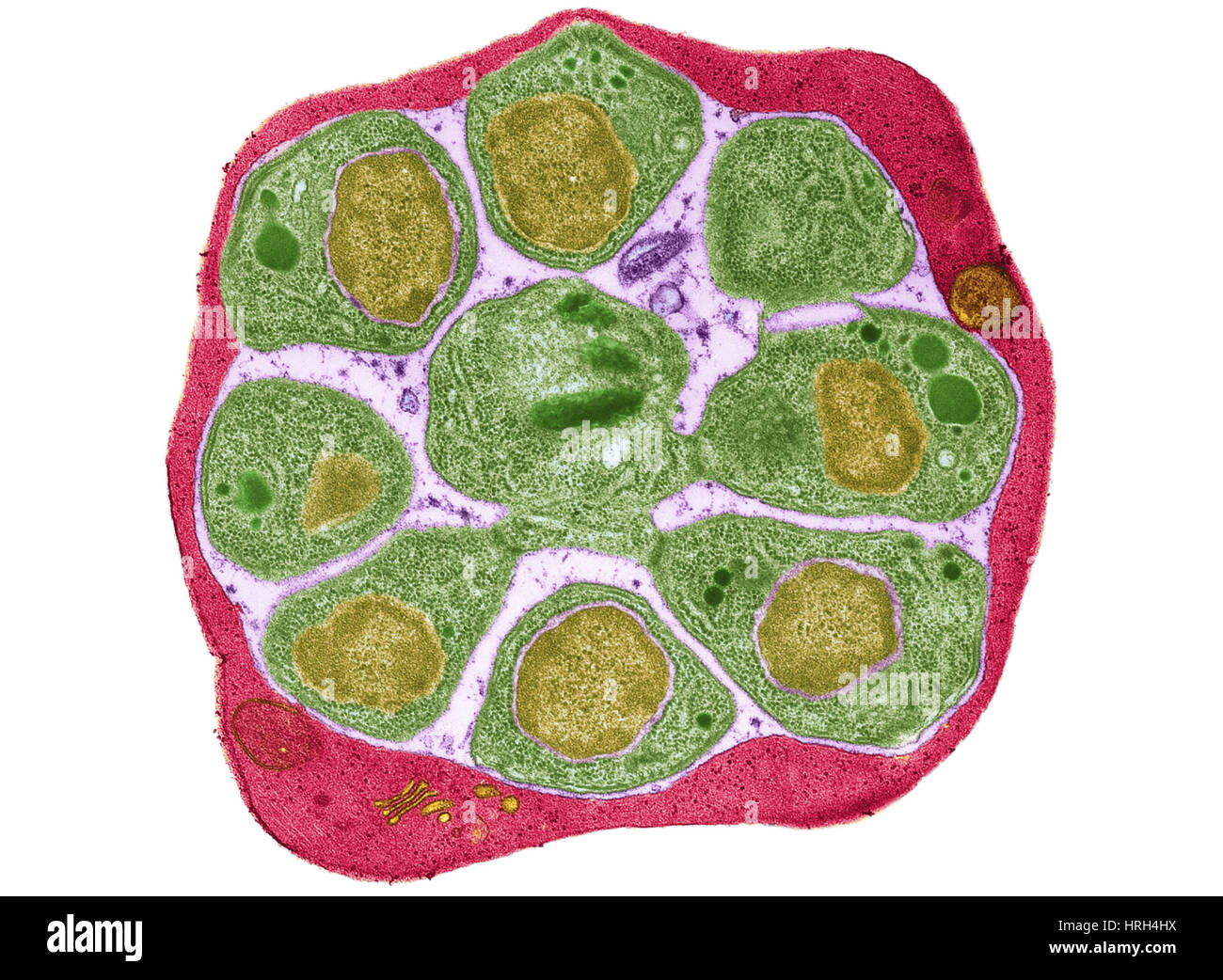 Malaria parasite in blood cell, TEM Stock Photo