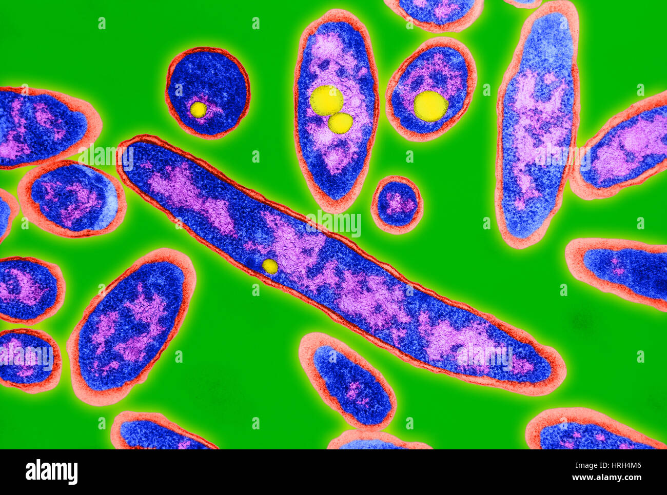 Legionnaires' disease bacteria Stock Photo Alamy