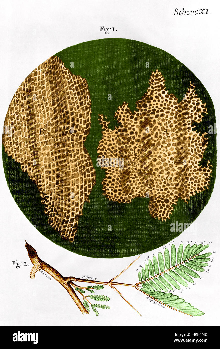 Illustration of cork wood cells Stock Photo Alamy