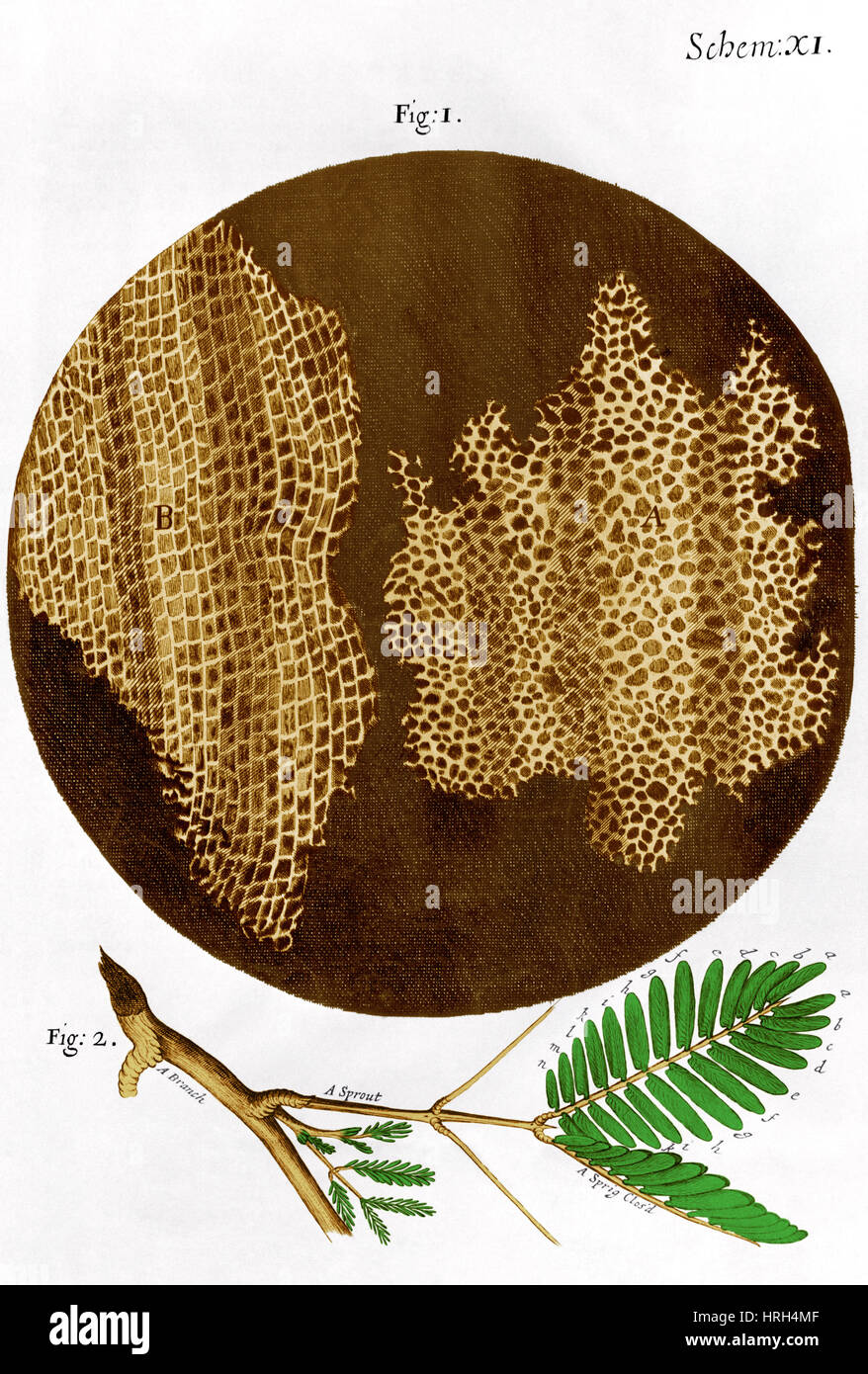 Cork cells hires stock photography and images Alamy