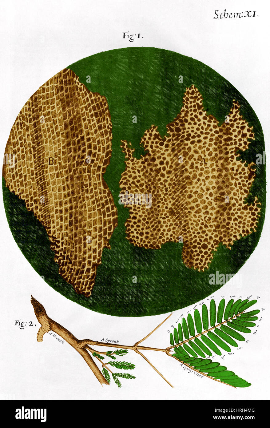 Illustration of cork wood cells Stock Photo Alamy