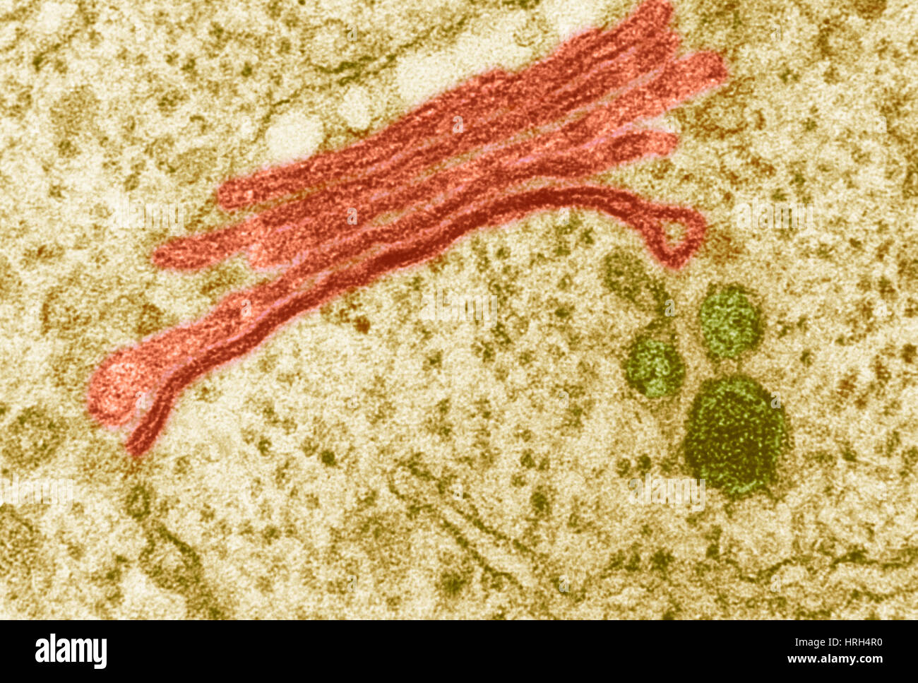Golgi apparatus Stock Photo