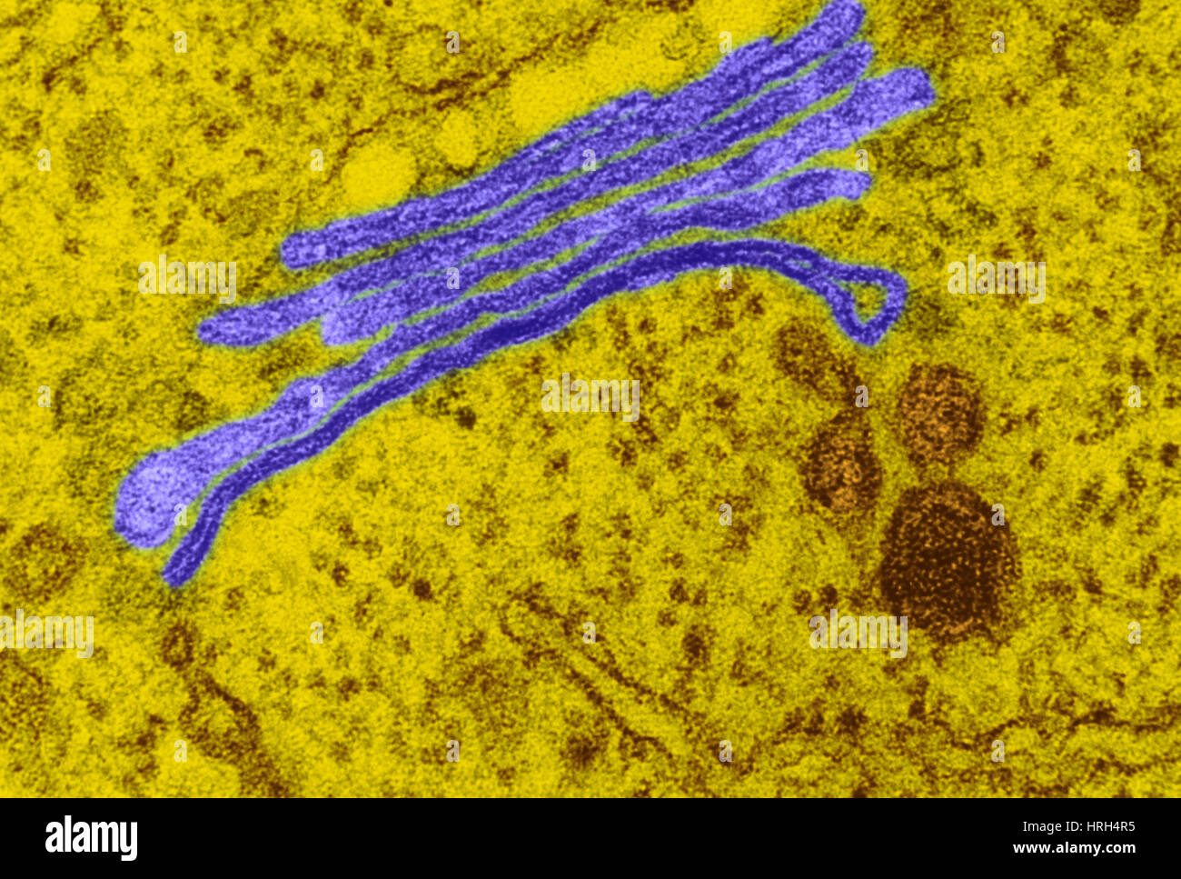 Golgi apparatus Stock Photo