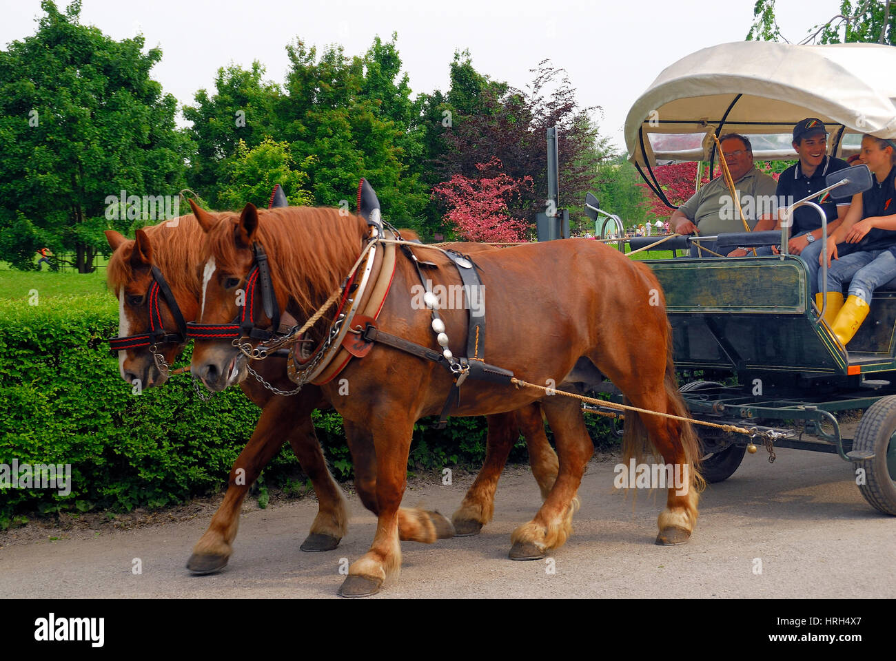 Padua, Italy. A carriage pulled by two draft horses. Stock Photo