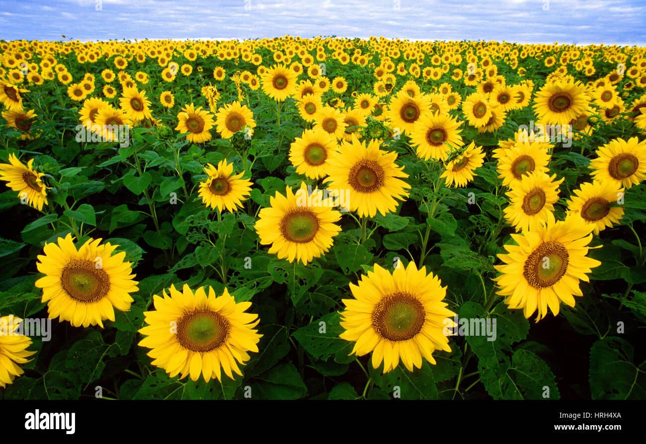 Sunflower field north dakota hires stock photography and images Alamy